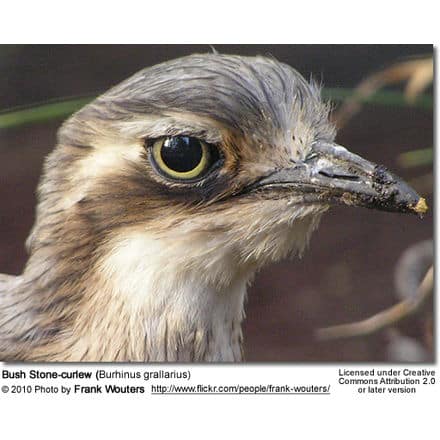 Bush Stone-curlew (Burhinus grallarius)