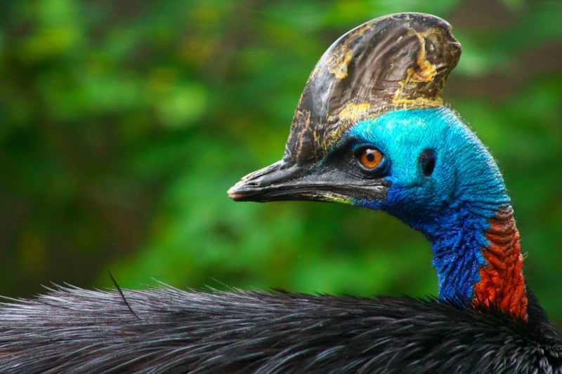 Cassowary face closeup