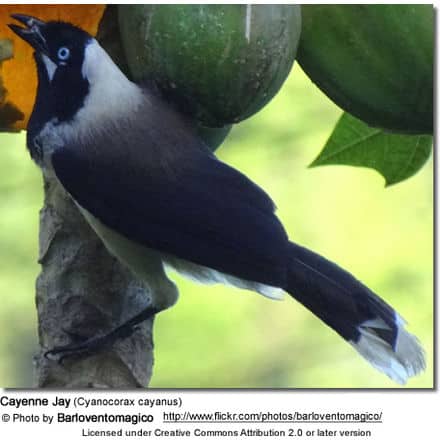 Cayenne Jay (Cyanocorax cayanus)