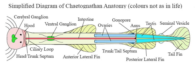 Generalized diagram of Chaetognathan anatomy.