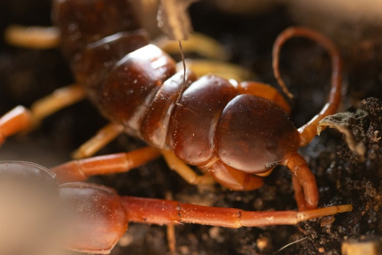 Scolopendra segments