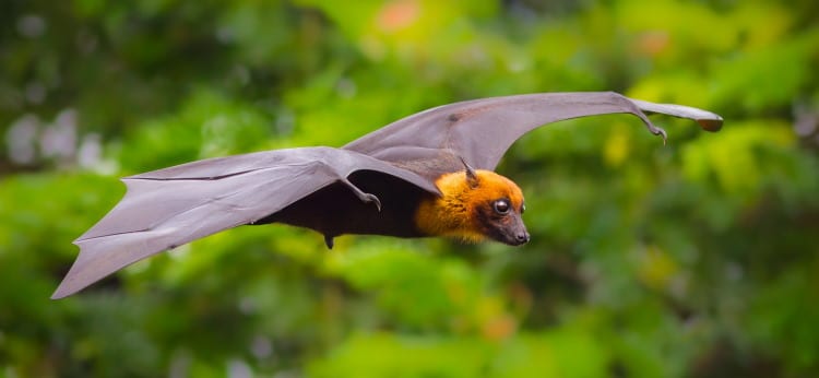 megachiroptera flying fox