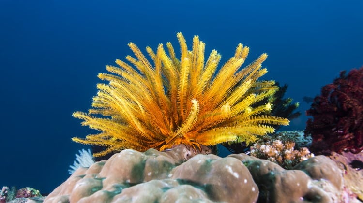 crinoid feather star feature