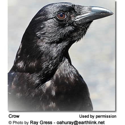 Thick-billed Raven