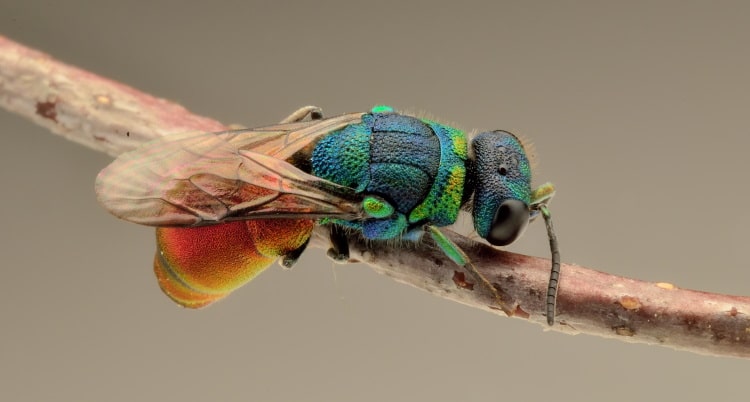 cuckoo wasp Chrysididae