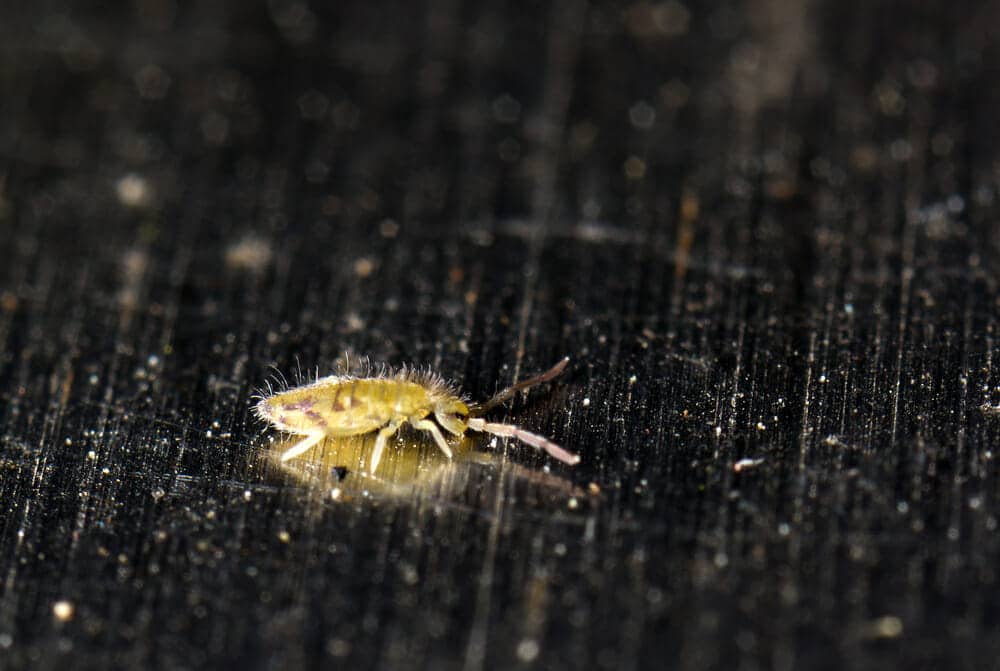 springtail-food