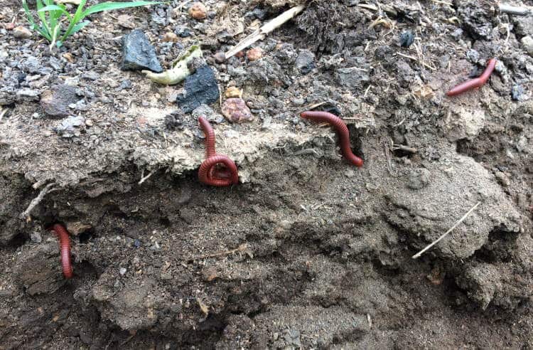 red millipede nests