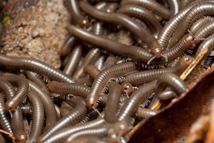 nest of millipede larvae (nymphs)