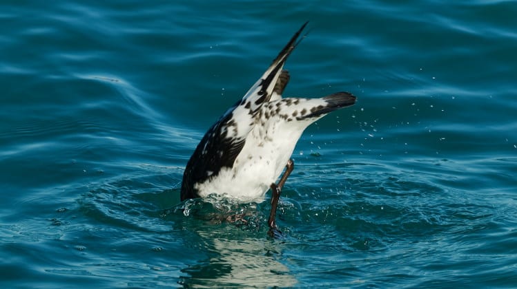 diving petrel underwater