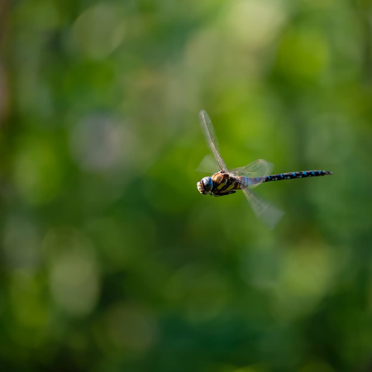 Do All Insects Have Wings Dragonfly Flying