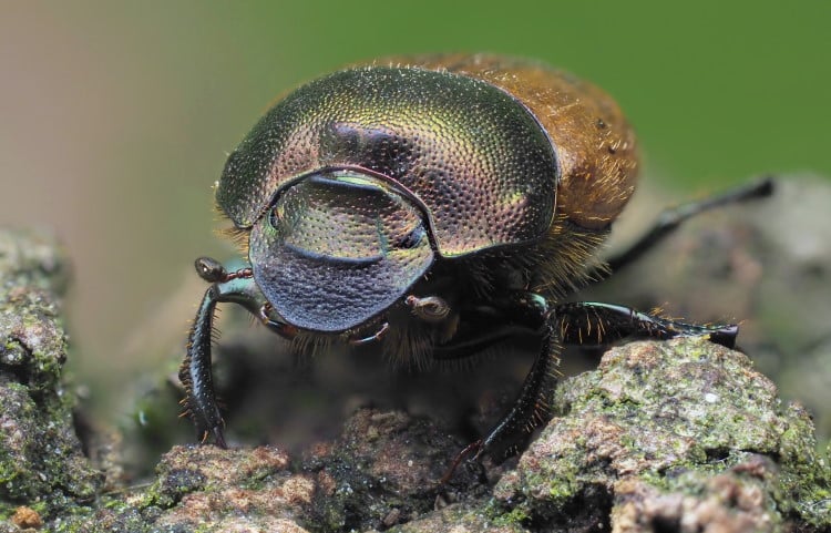 Onthophagus coenobita