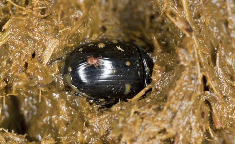 dweller Aphodius rufipes digging