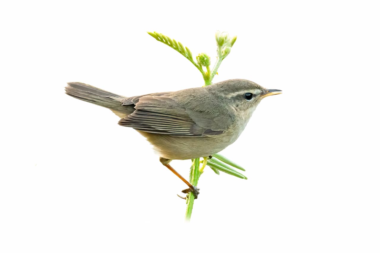 Dusky Warbler (Phylloscopus fuscatus) Bird Supercilium Perched