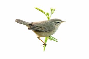 Dusky Warbler (Phylloscopus fuscatus) Perched