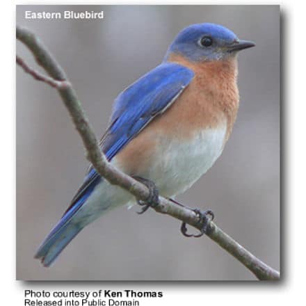 Eastern Bluebird