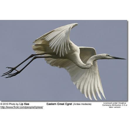 Eastern Great Egret (Ardea modesta)