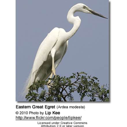 Eastern Great Egret (Ardea modesta)