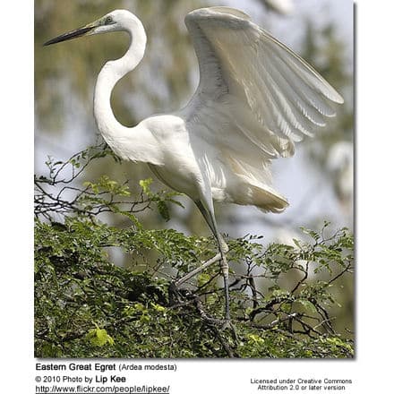 Eastern Great Egret (Ardea modesta