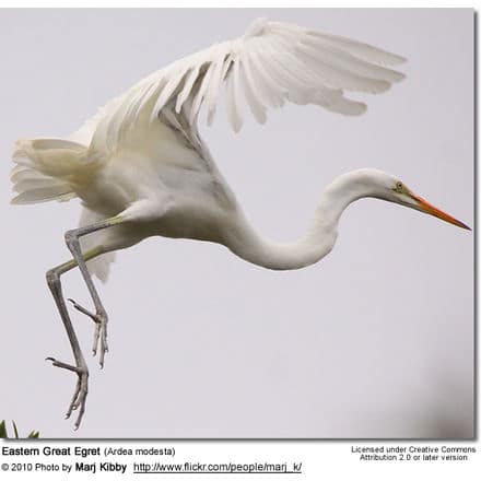 Eastern Great Egret (Ardea modesta)