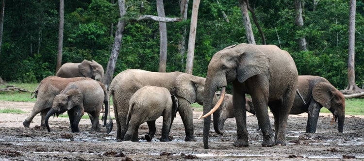 Loxodonta cyclotis facts