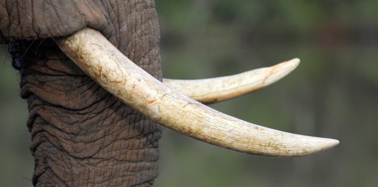 elephant tusks