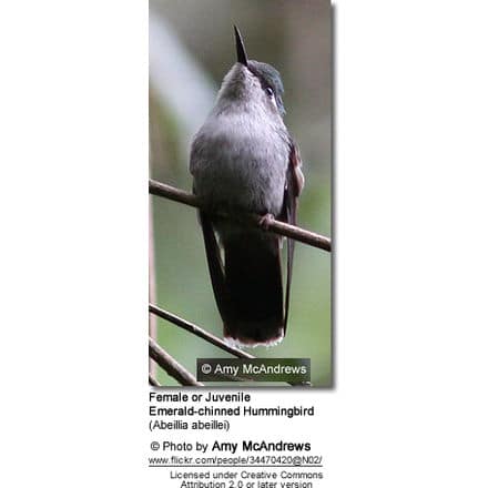 Female or Juvenile Emerald-chinned Hummingbird