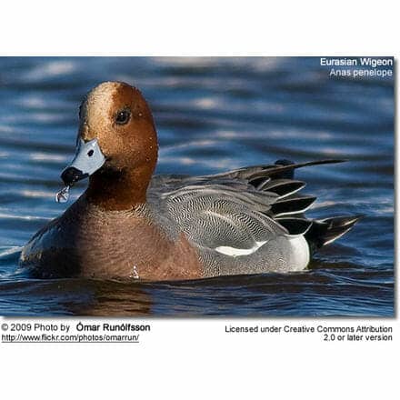 Eurasian Wigeon