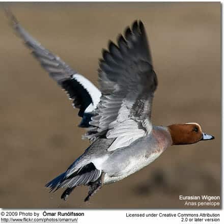 Eurasian Wigeon