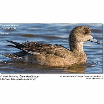 Female Eurasian Wigeon