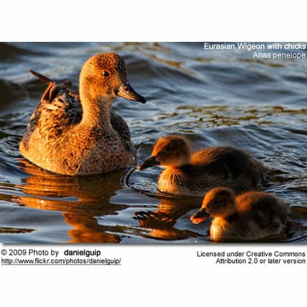 Eurasian Wigeon Female with chicks