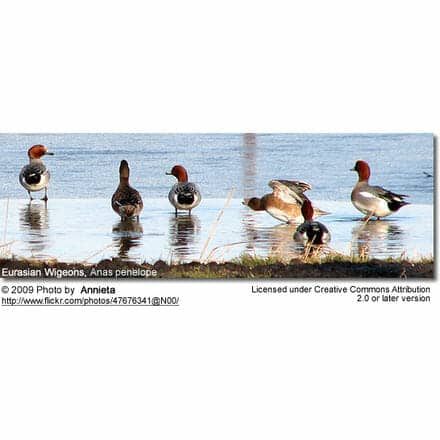 Eurasian Wigeons