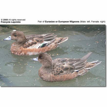 Eurasian Wigeon Pair