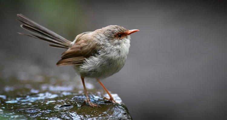 superb fairy wren female