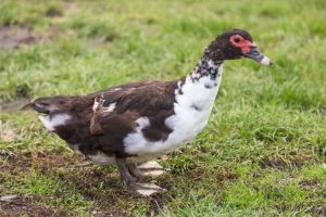 Feeding Muscovy Duck Walking