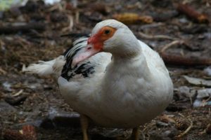 Feeding Muscovy Ducks Close Up