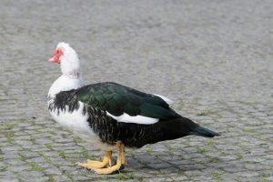 Feeding Muscovy Ducks On Concrete