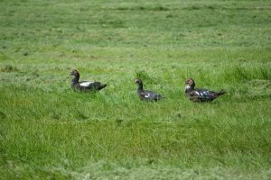 Feeding Muscovy Three Ducks Walking