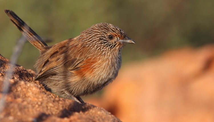 grasswren