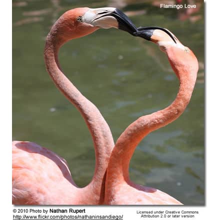 Flamingo Love