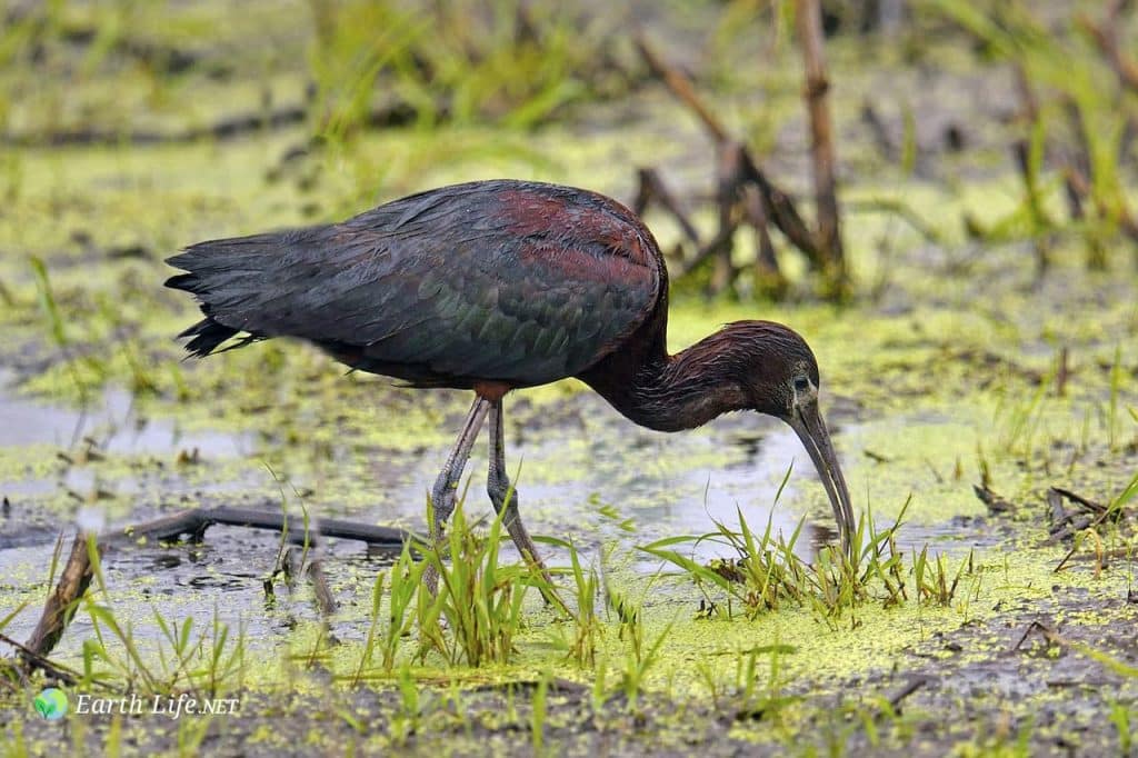 Glossy Ibis (Plegadis falcinellus)