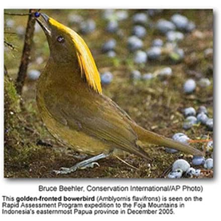 Golden-fronted Bowerbird