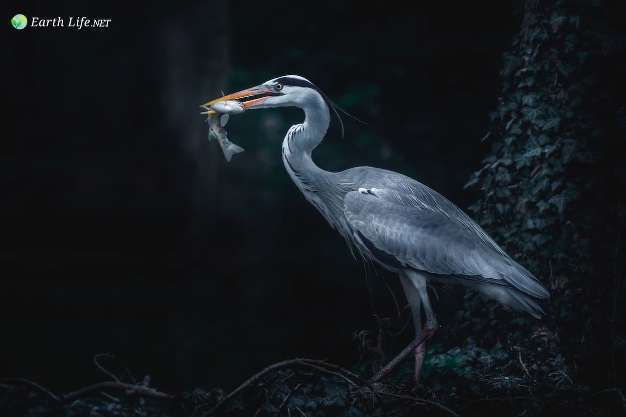 Grey Heron