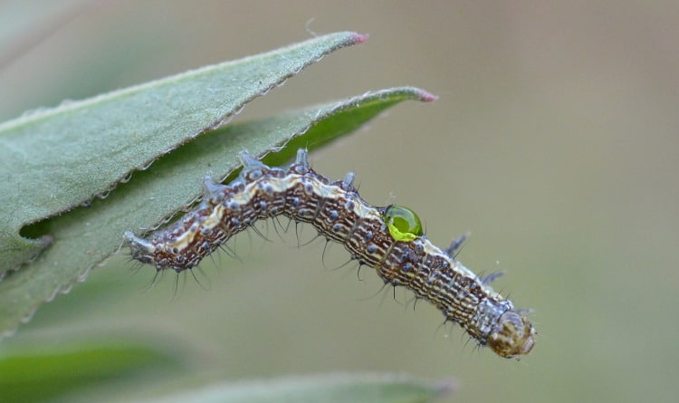 green hemolymph