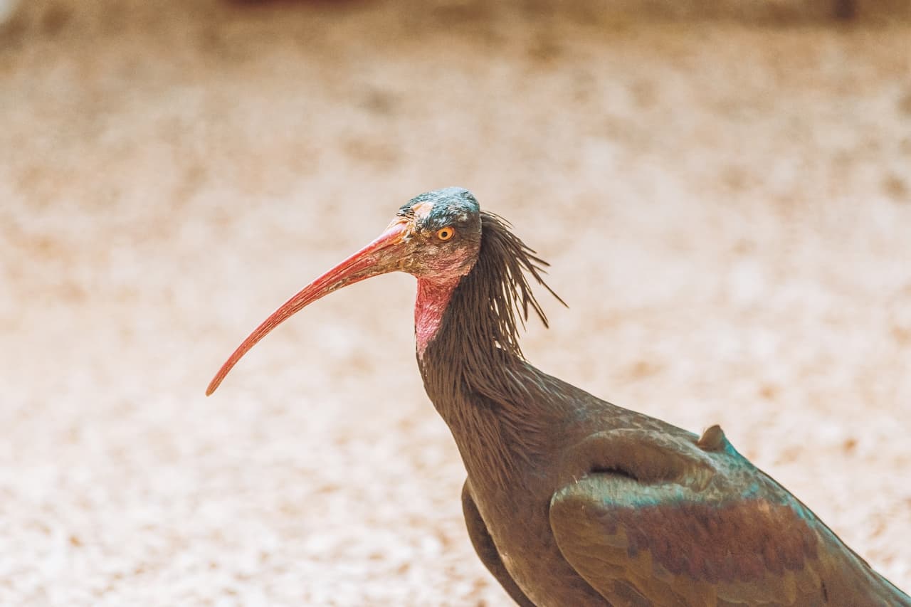 Hermit Ibises a Birds with a Long Beak