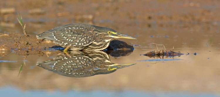 heron bird hunting