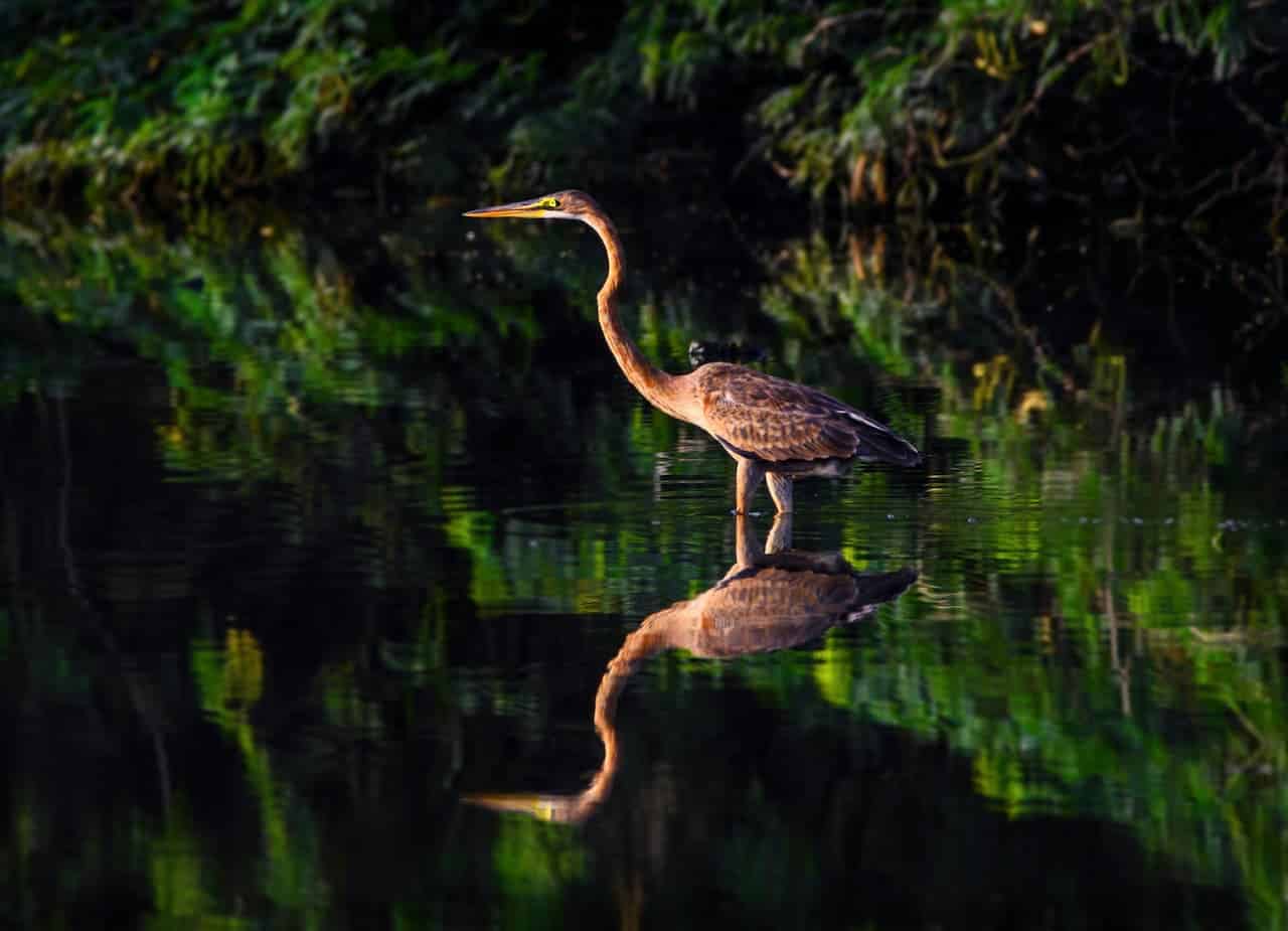Heron Standing in the Water with its Reflection