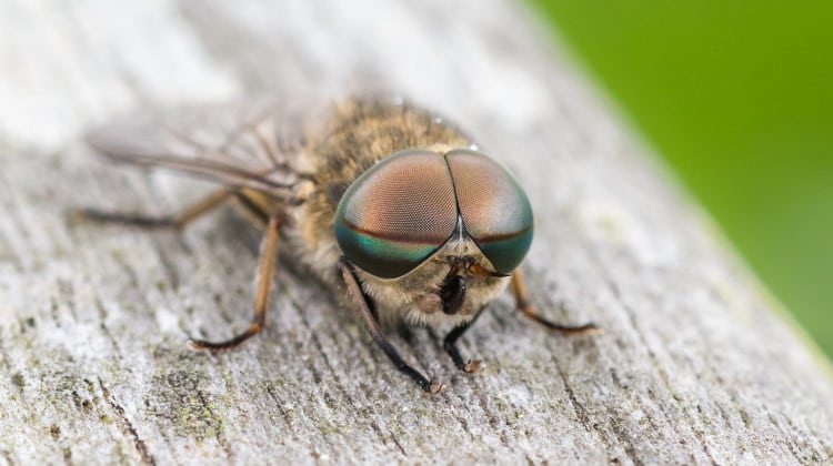 giant horse fly of order Brachycera