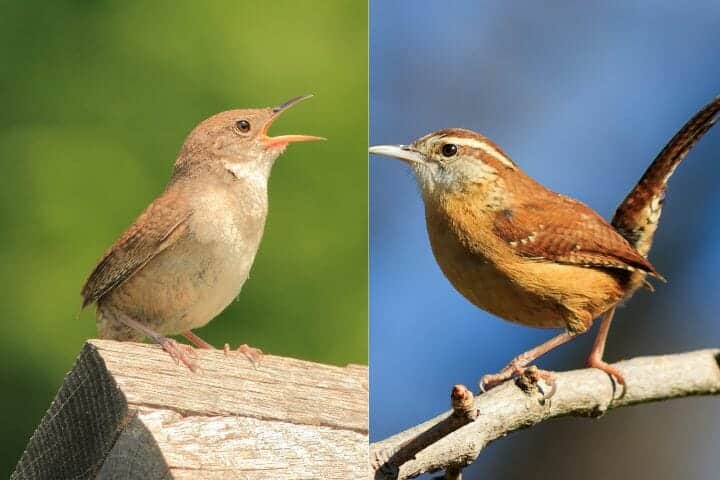 House Wren Vs Carolina Wren