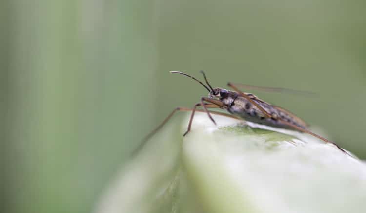 Hydrometridae water runner