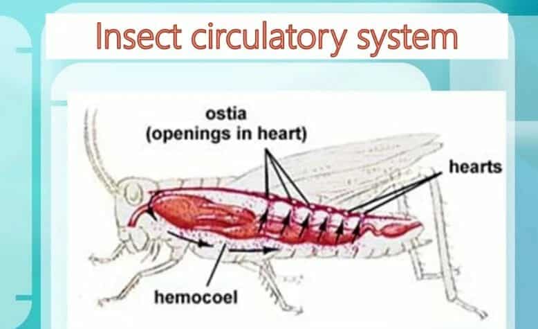 Insect circulatory system